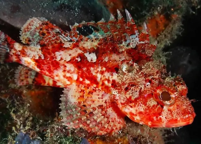 Robbin Met Airco Wifi En Zwembad