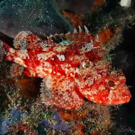 Robbin Met Airco Wifi En Zwembad